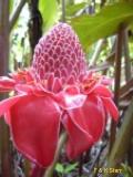 Torch Ginger / Etlingera elatior 